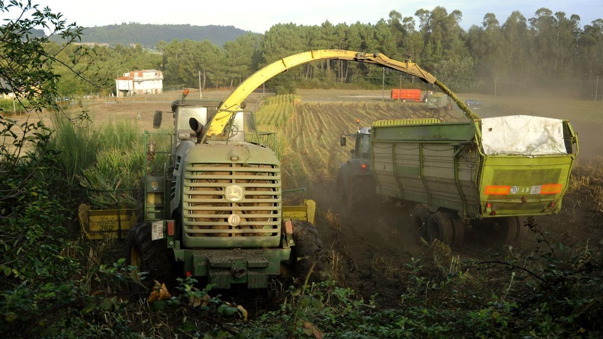 Ensilado de maíz en una finca de Silleda.
