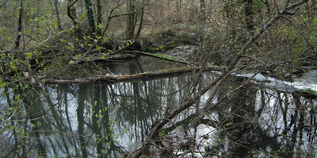 Ramas encajadas en árboles, por una crecida.
