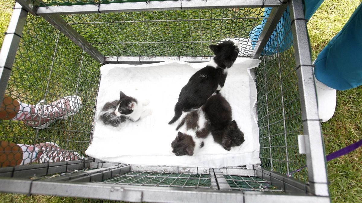 Imagen de unos gatos en Arousa.