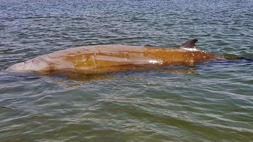 Delta de l&#039;Ebre Alliberen una balena amb bec de Cuvier varada