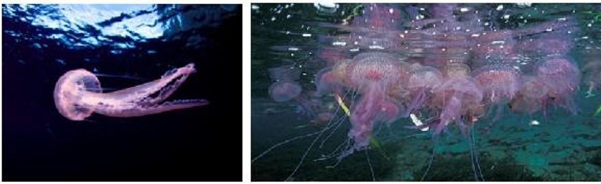 Pelagia noctiluca
