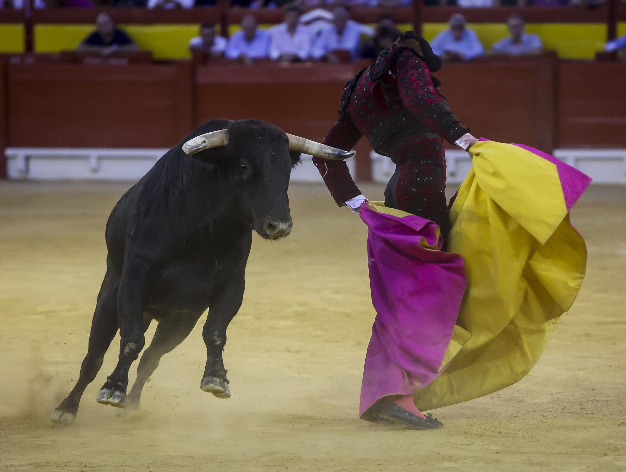 Novillada de Zacarías Moreno para cerrar la Feria de Hogueras