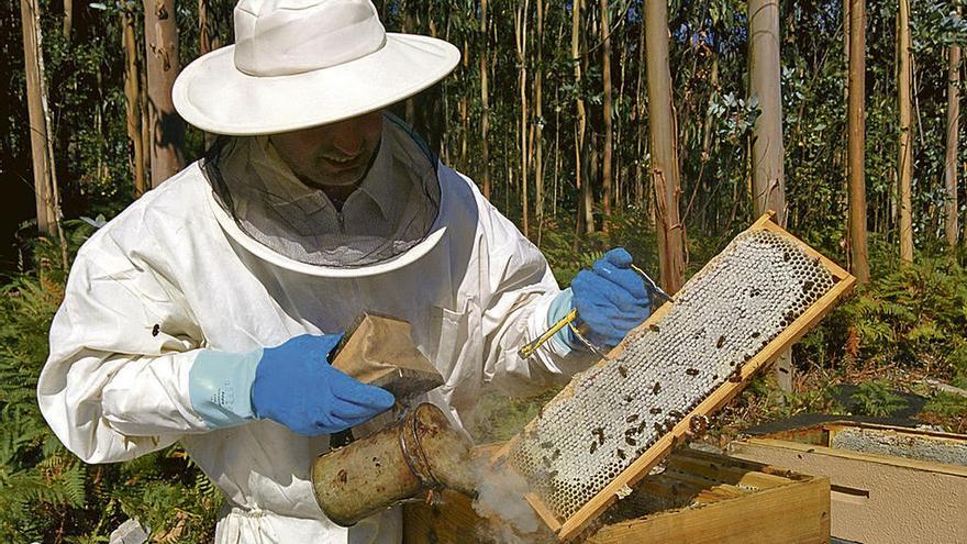 Un apicultor en el concejo de Villayón.