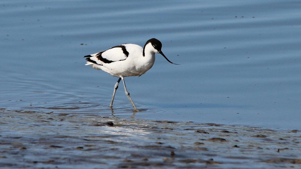 Avoceta