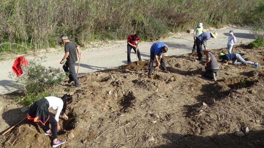 Retiran cañas invasoras de Cabo Tiñoso para plantar arbustos autóctonos