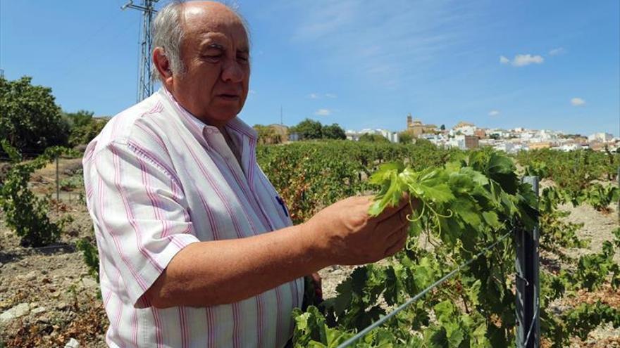 El consejo regulador alerta ya de las primeras manchas de mildiu