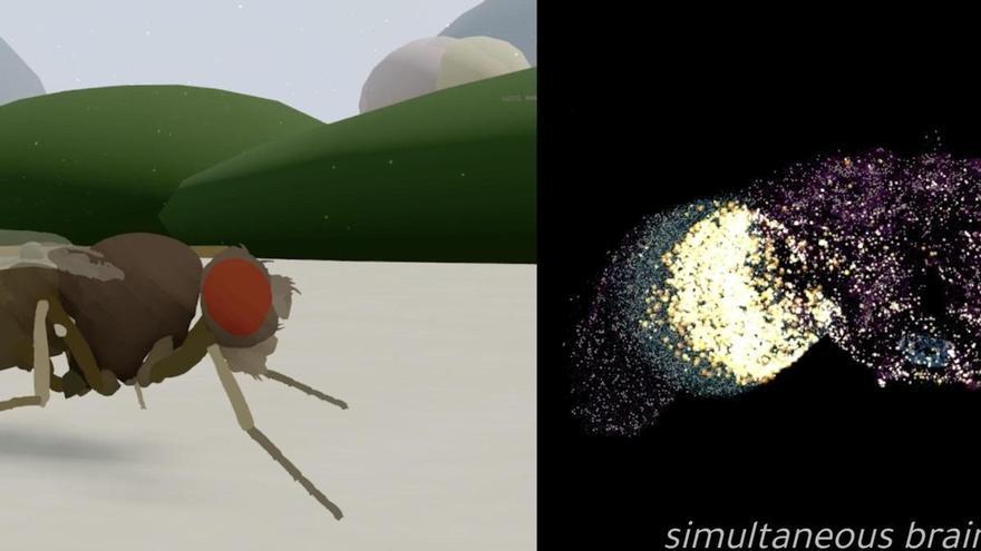 El cerebro de una mosca recreado en un ordenador: la simulación que podría cambiar la historia de la ciencia