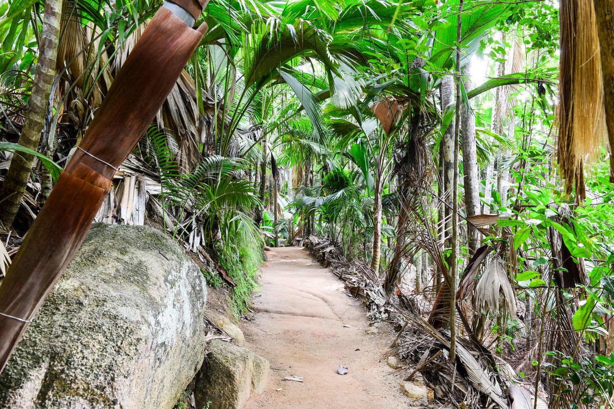 Vallée de Mai en Seychelles.