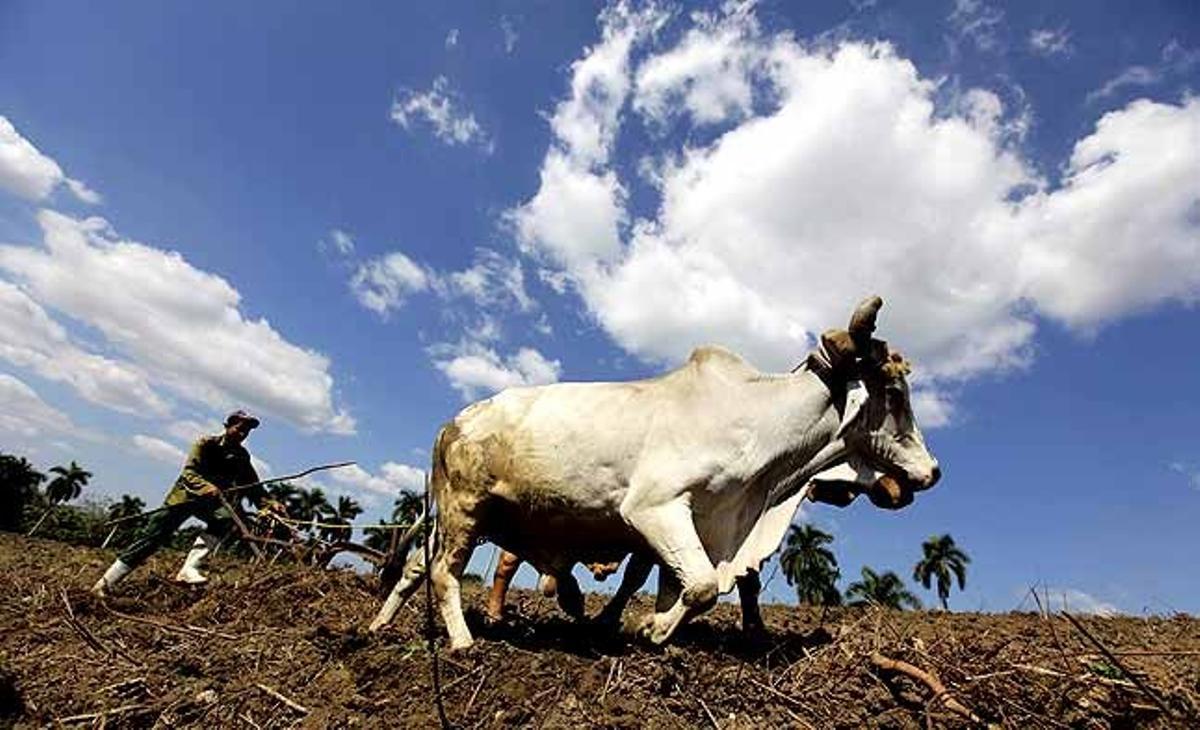 Un agricultor utilitza els bous per llaurar un camp abans de sembrar fesols negres als afores de l’Havana (Cuba).