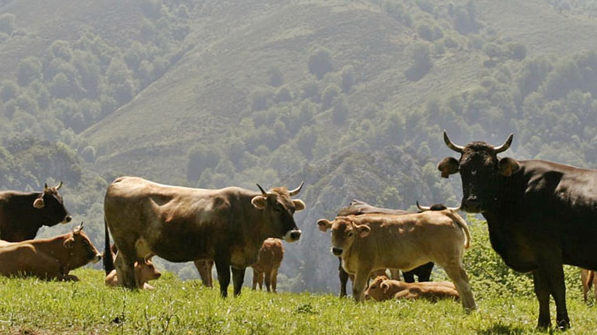 Reses de la raza Asturiana de los Valles, en el Parque de Redes. | Leoncio Camporro