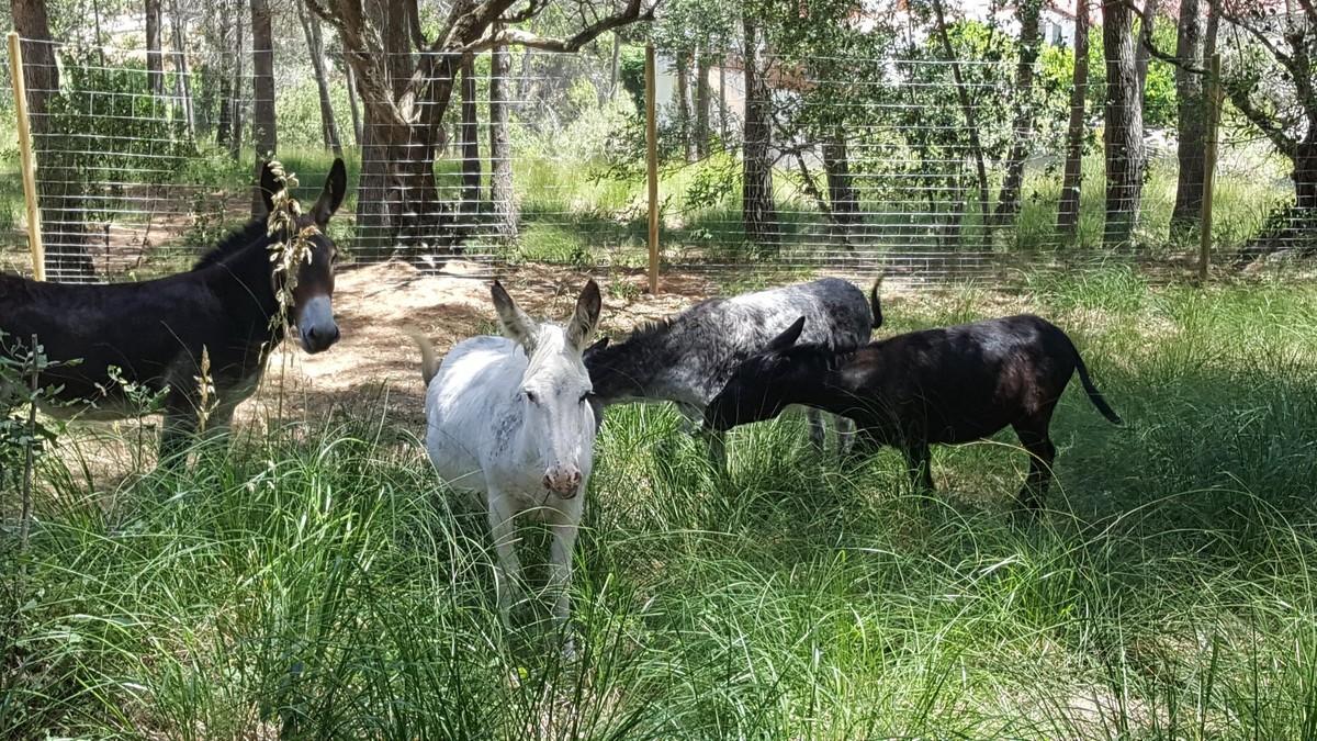 Burros de Sant Boi del Llobregat.