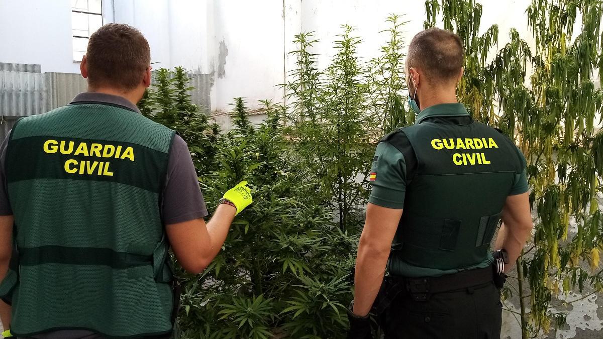 Agentes de la Guardia Civil ante algunas de las plantas de marihuana intervenidas en Puente Genil.