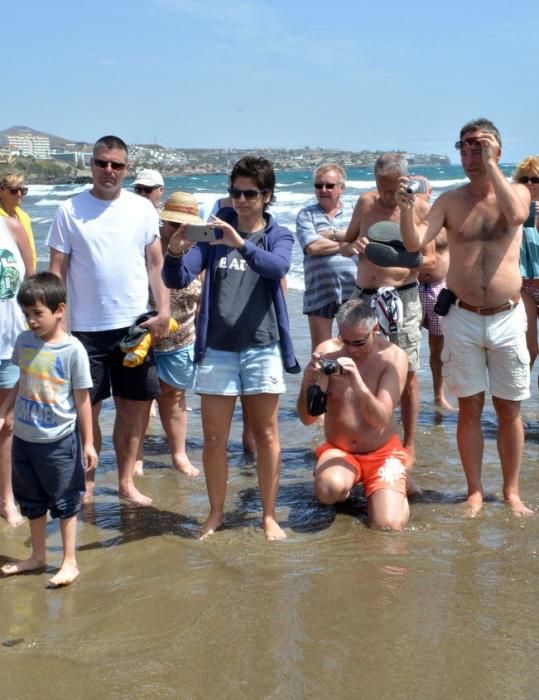 18/03/2016 PLAYA DEL INGLES, SAN BARTOLOME DE TIRAJANA. Suelta de tortugas bobas en Playa del Ingles. Foto: SANTI BLANCO