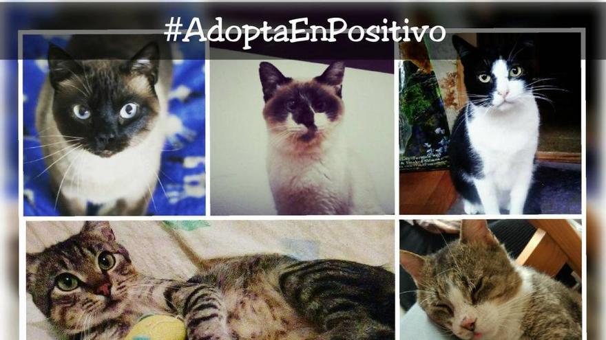 Difusión felina hace un llamamiento a la adopción de gatos con inmunodeficiencia con una nueva campaña