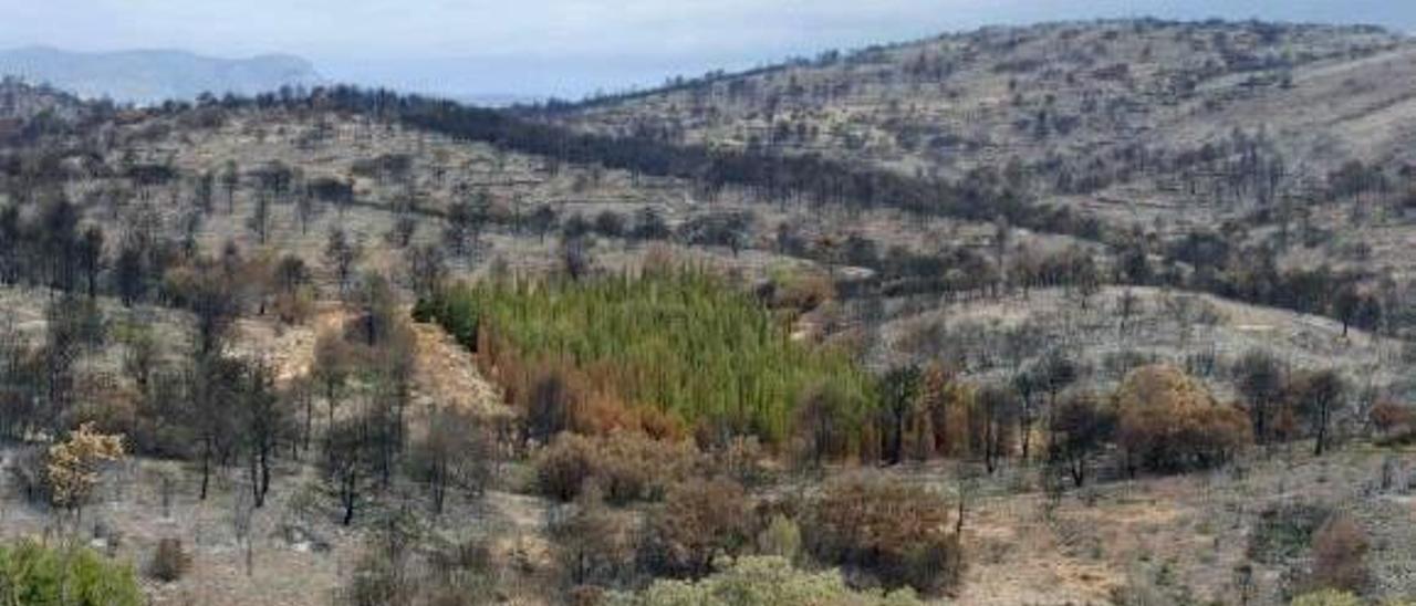 Parcela de cipreses intactos en el incendio de Andilla.