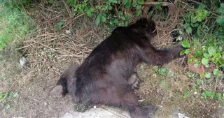 La aparición de otros dos osos muertos en Asturias enciende todas las alarmas: uno de ellos se cree que por furtivismo
