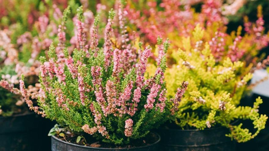 Ni geranios ni pensamientos: la planta que puedes plantar en septiembre y florece durante el otoño