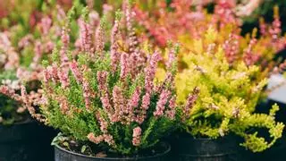 Ni geranios ni pensamientos: la planta que puedes plantar en septiembre y florece durante el otoño