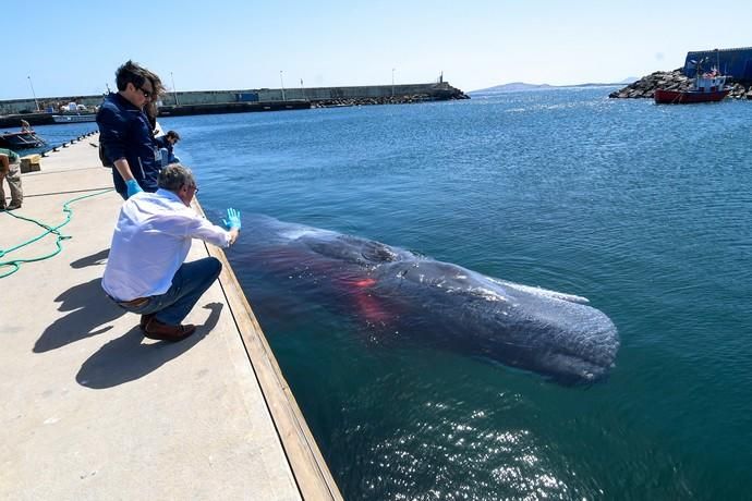 TELDE  13-03-19   TELDE. Localizan a una ballena cachalote hembra de nueve metros muerta flotando en la costa de Telde, la cual fue trasladada hasta el muelle de Taliarte a la espera de sus traslado al vertedero de Juana Grande donde le practicaran la necropsia. FOTOS: JUAN CASTRO