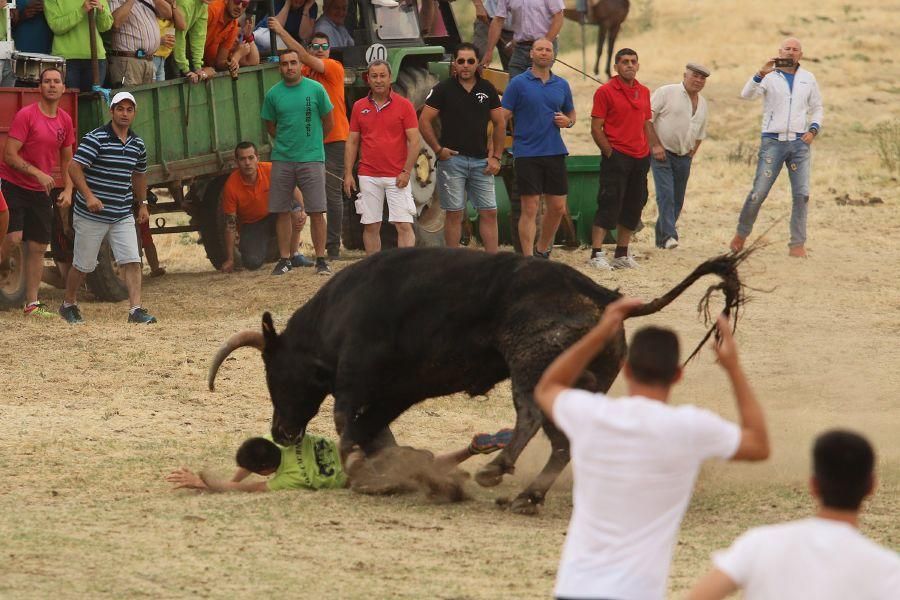 Segundo encierro taurino en Guarrate