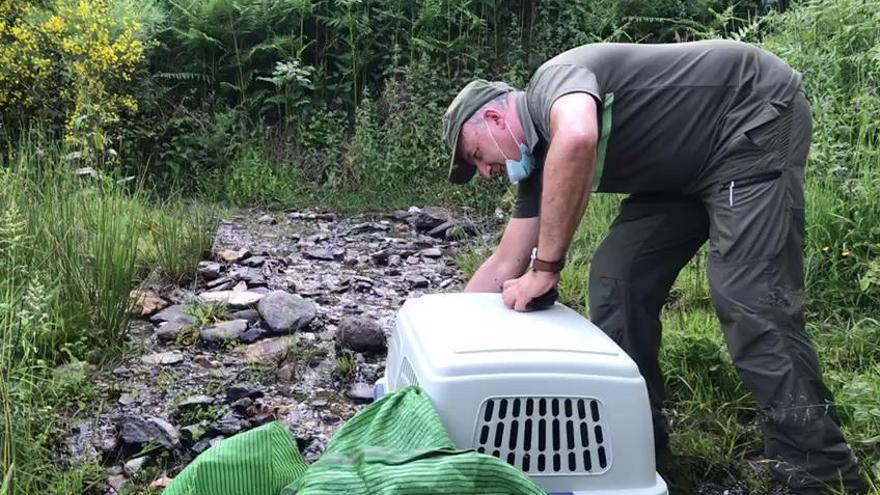 El Principado reintroduce una cría de oso pardo huérfana en el Parque de las Fuentes del Narcea