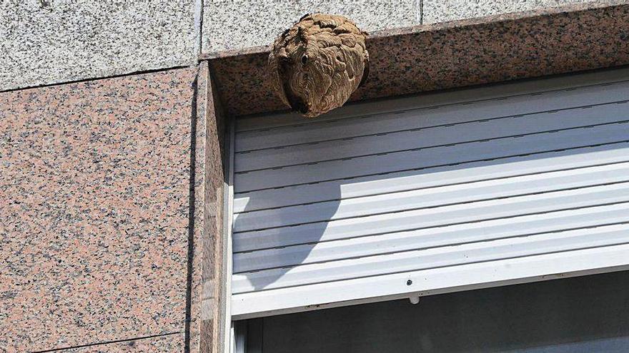 Nido de velutina en el edificio de Daniel Castelao, número 17, en Moaña.