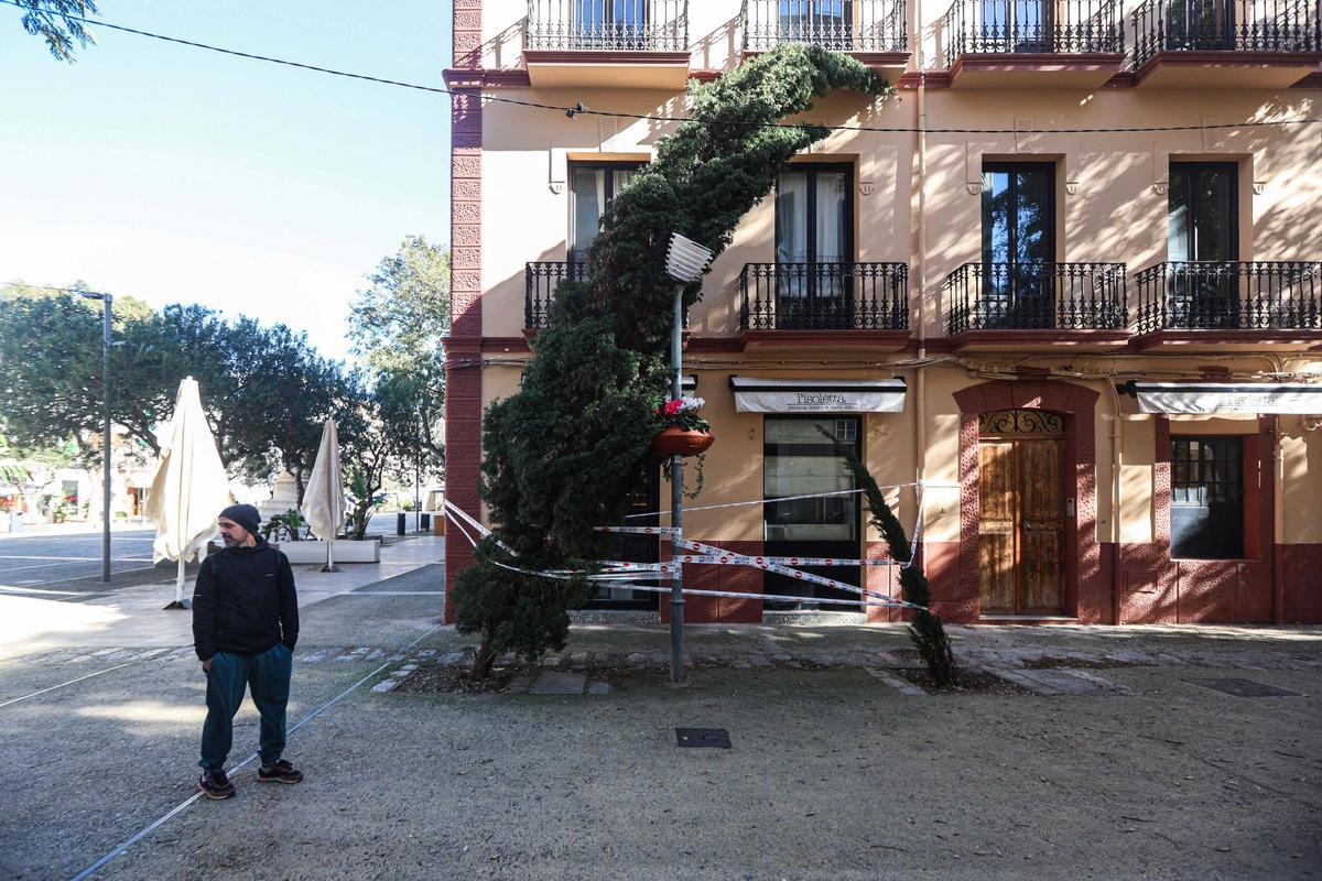 Un árbol acordonado en Ibiza.