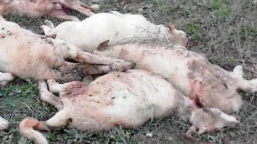 Ovejas muertas tras ser atacadas por perros asilvestrados.