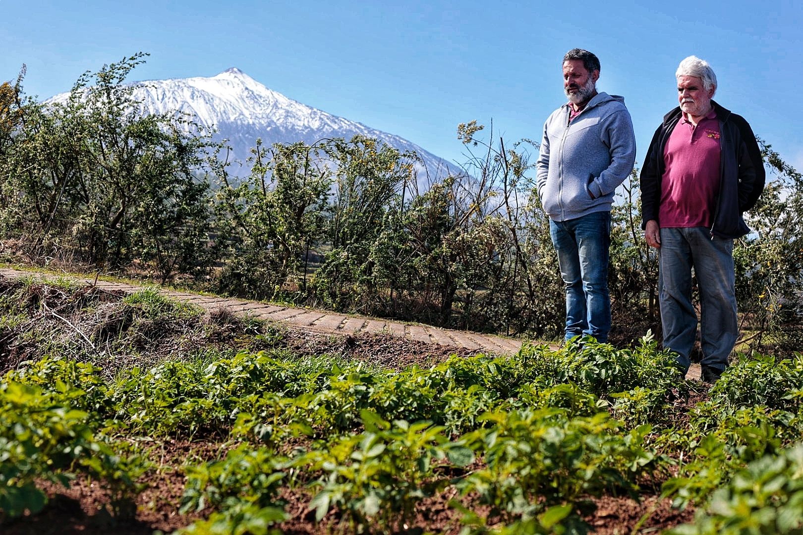 Reportaje sobre los productores de papa bonita en Icod el Alto