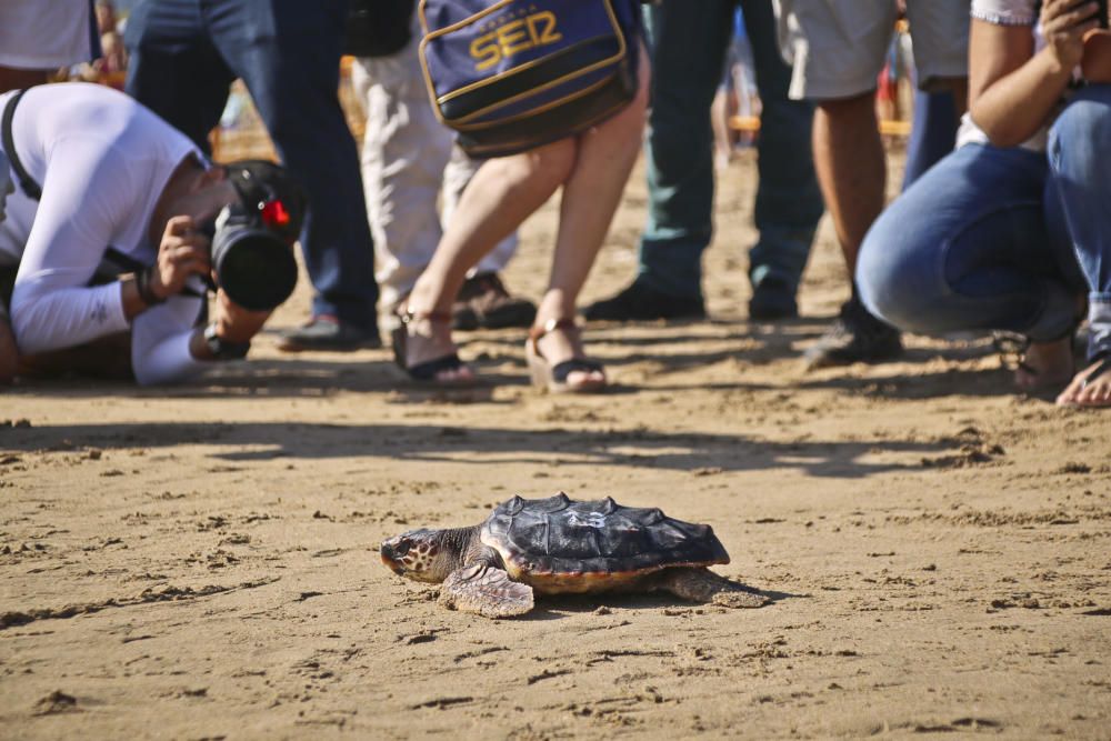 Ocenanogràfic, Acuario de Sevilla, y el Ayuntamiento de Torrevieja organizaron una suelta de 6 tortugas jóvenes procedente de un nido de las playas de Sueca (Valencia) con la participación de escolare