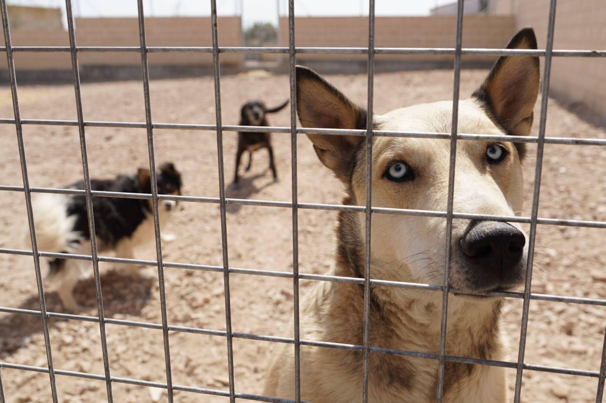 Visita a las instalaciones del nuevo Centro de Protección Animal