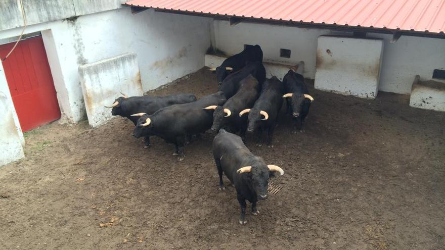 Toros de Jandilla de encaste Domecq.