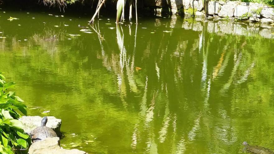 Unas 30 tortugas viven en el estanque de Santa Cristina