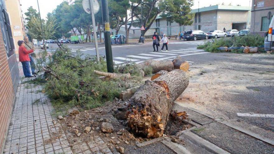 La caída de un gran pino cuestiona el estado del arbolado en Zaragoza