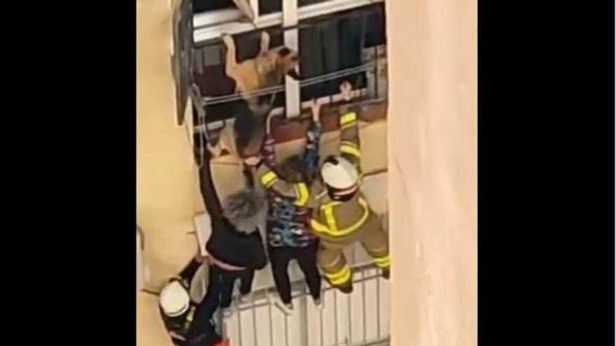Vídeo: Salvan a un perro de precipitarse por un balcón
