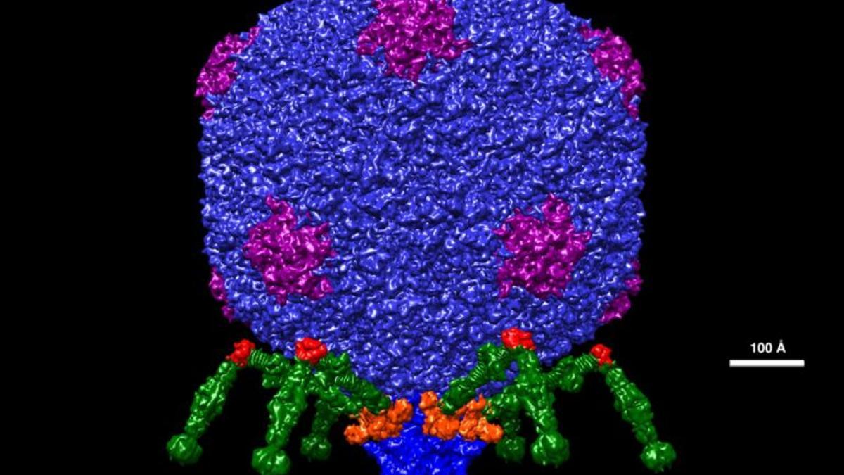 ¿Existen «virus buenos» que podemos utilizar para atacar a las bacterias?