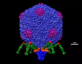 ¿Existen «virus buenos» que podemos utilizar para atacar a las bacterias?