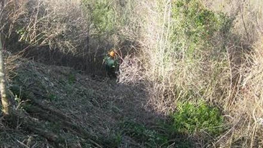 Milloren els boscos d&#039;alzines de la zona de l&#039;Alta Garrotxa