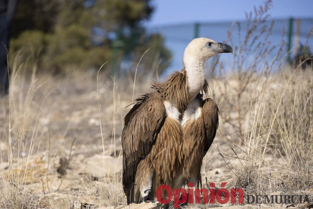 Suelta de dos buitres leonados en la Sierra de Mojantes en Caravaca