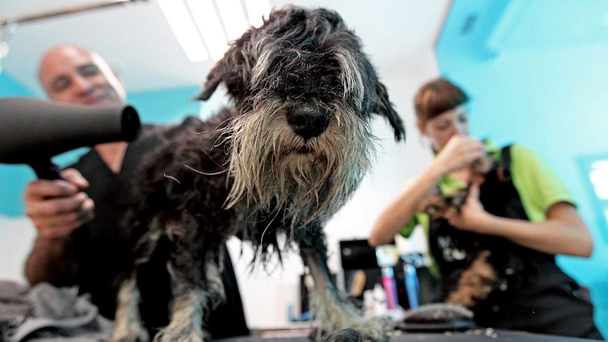 Un ejemplar de schnauzer, como la perra ahogada por el condenado