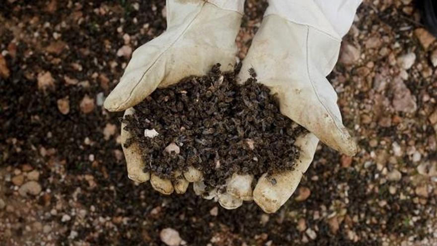 Un manto negro de abejas muertas delante de sus colmenas en el asentamiento del apicultor Pedro García, en Mazarrón.