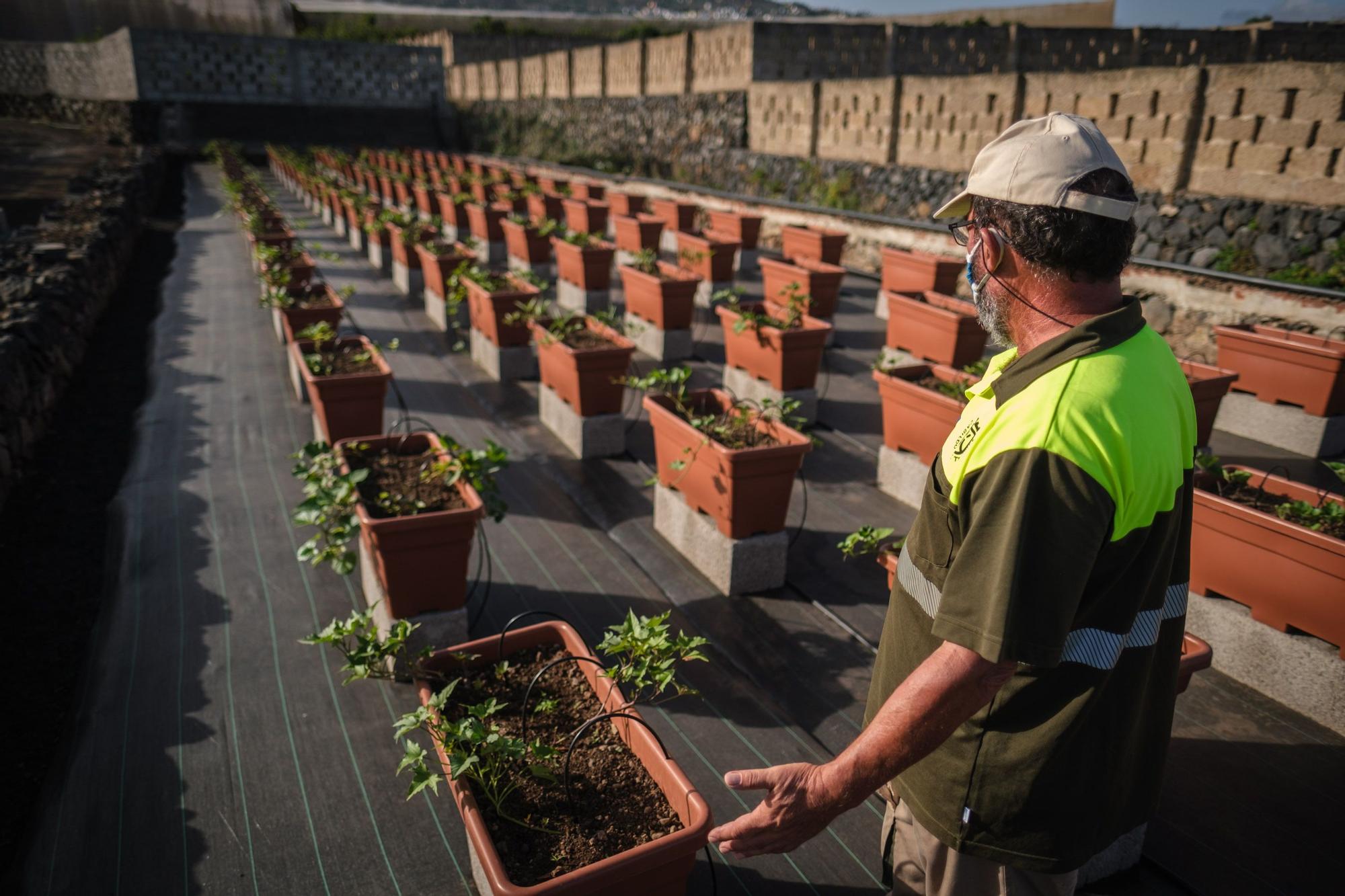 La conservación de la batata