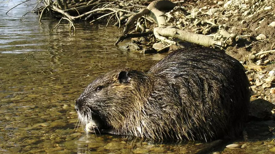 Capten cries de coipú nedant en un canal de l'Empordà.
