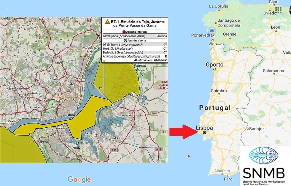 Portugal facilita la venta de almeja del Tajo y se refuerza como rival de Galicia