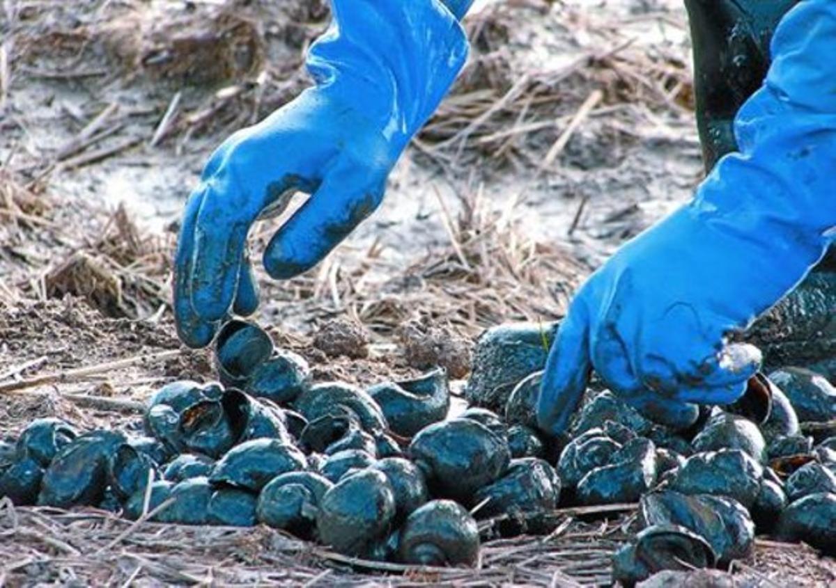 Cargols poma capturats durant les operacions de neteja als arrossars del delta de l’Ebre, ahir. Cargols poma capturats durant les operacions de neteja als arrossars del delta de l’Ebre, ahir.