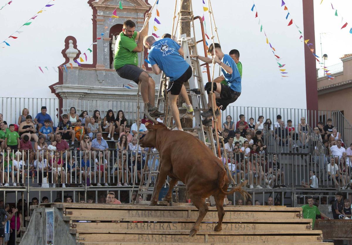 'Bous al carrer' en Canet d'en Berenguer.