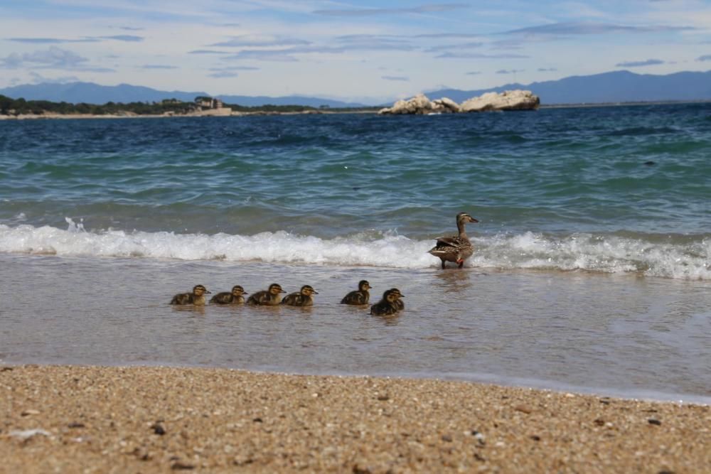 Una ànega i els pollets passegen per l''Escala