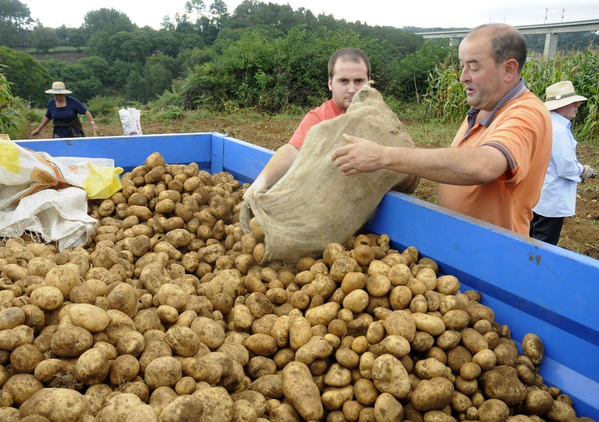 Señores recogiendo una gran cantidad de patatas.