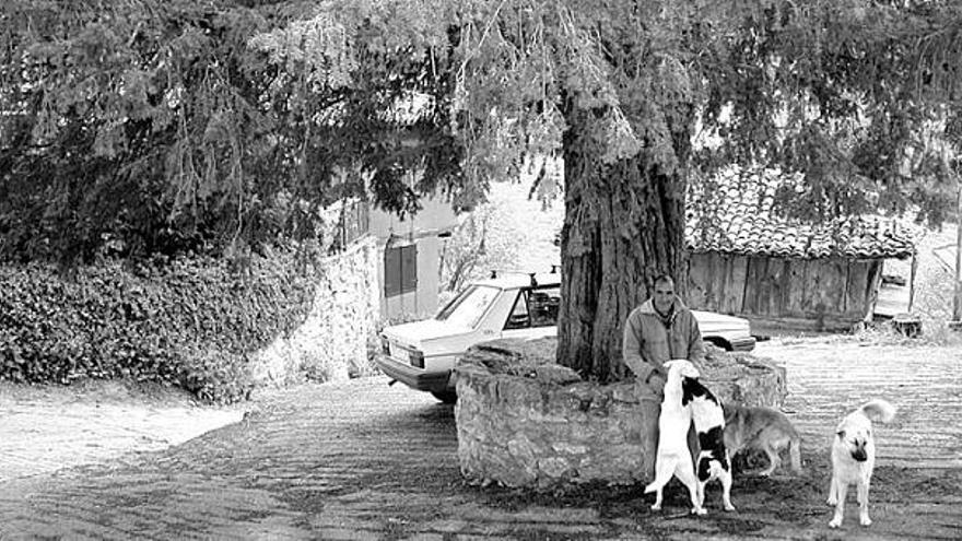 Pepe Cuendias, con sus perros, junto al tejo centenario de San Martín de Ondes, en Belmonte.