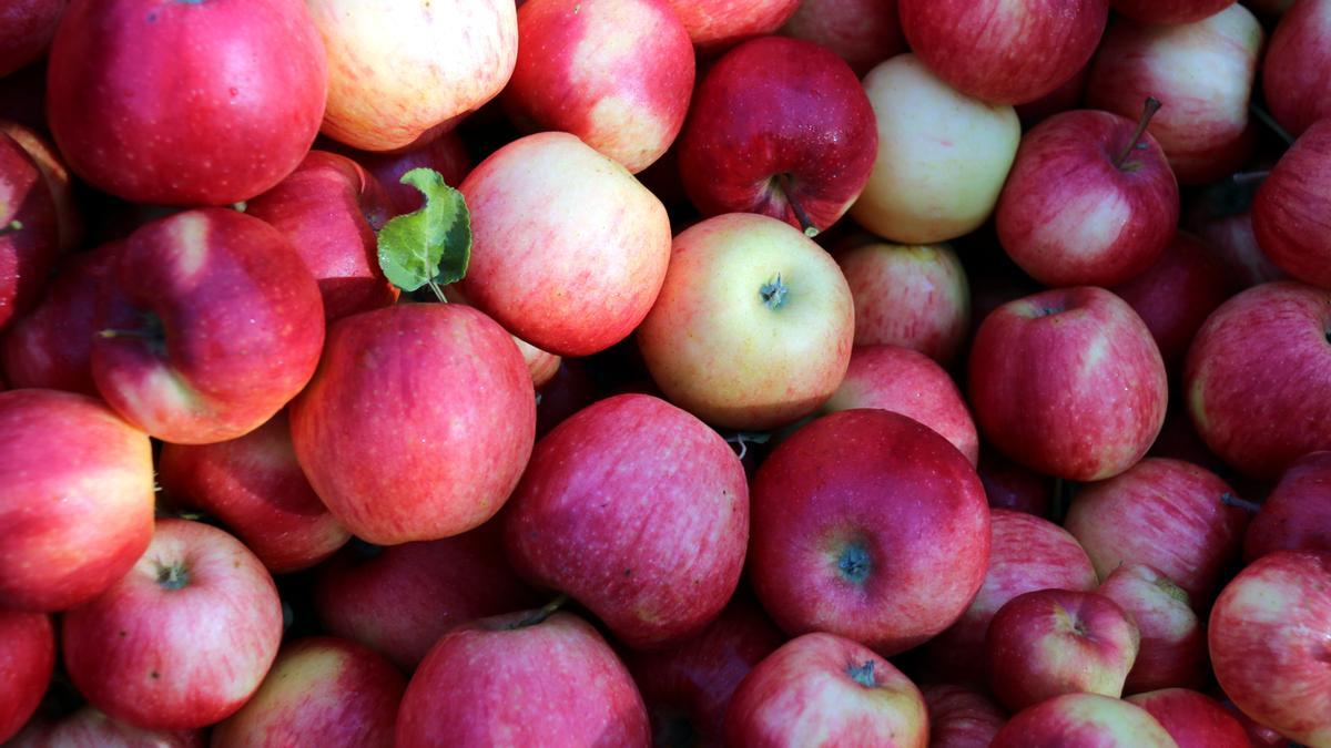 Unes pomes acabades de collir